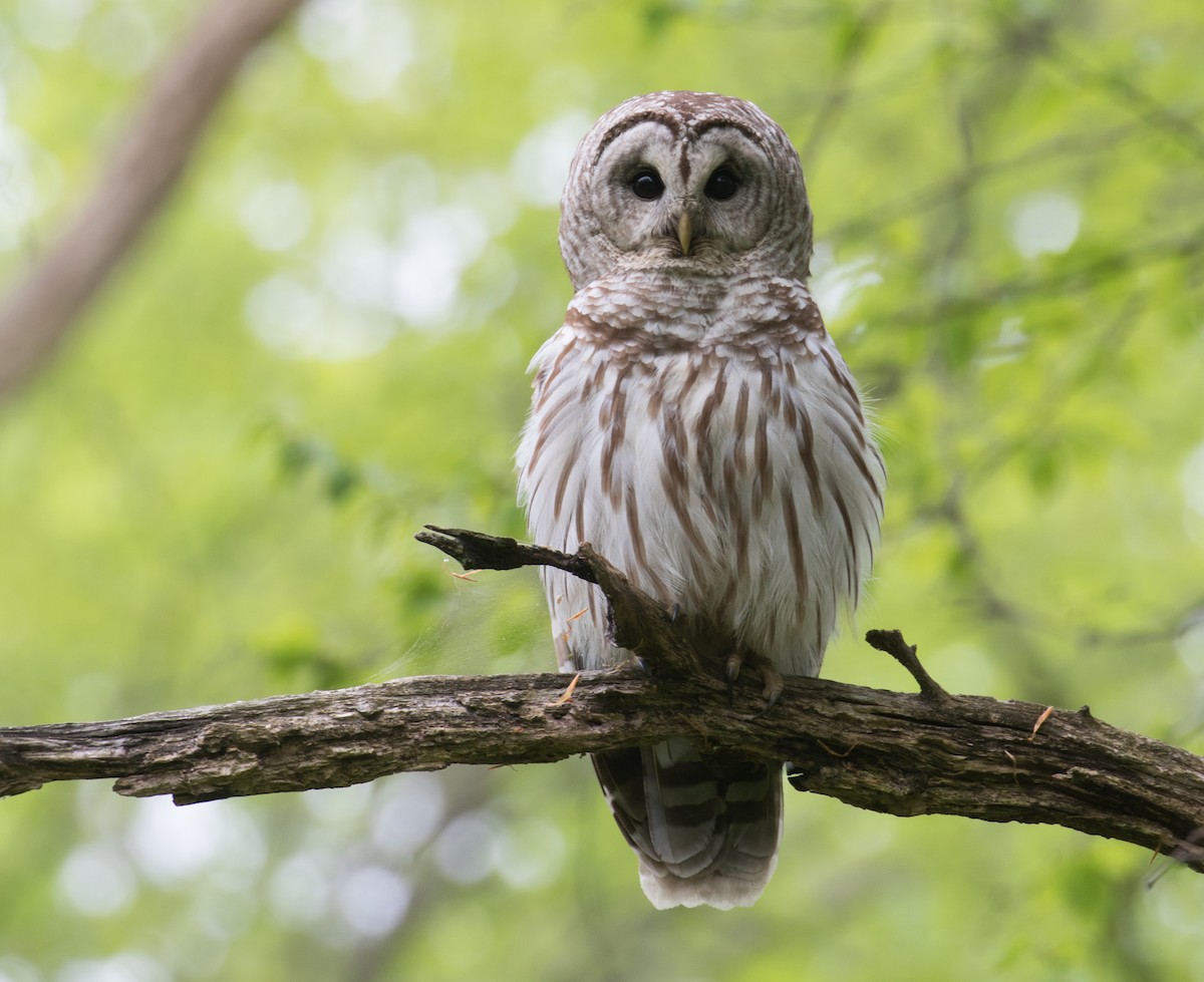 Barred Owl - Mark R Johnson