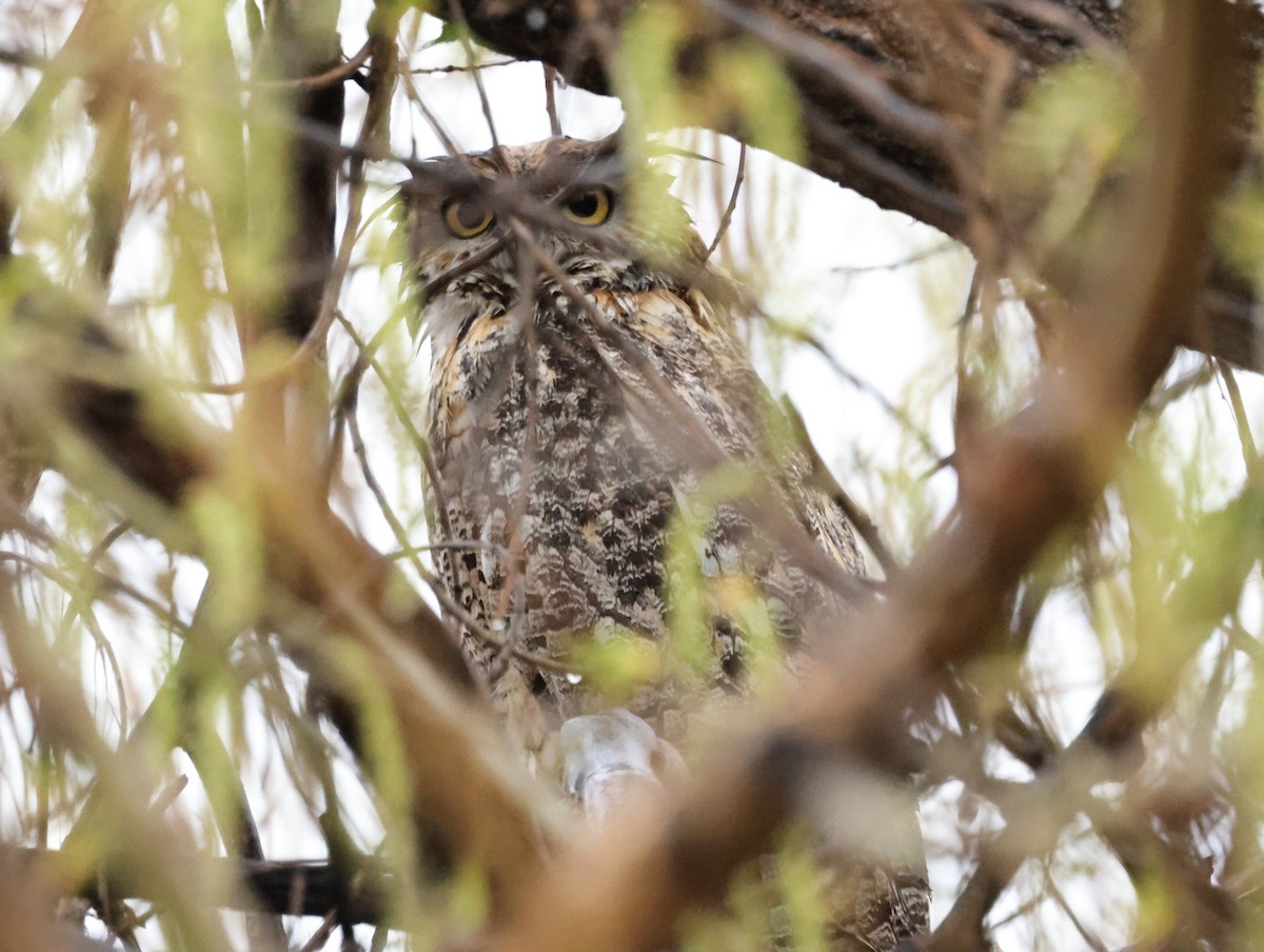 Great Horned Owl - ML618032582