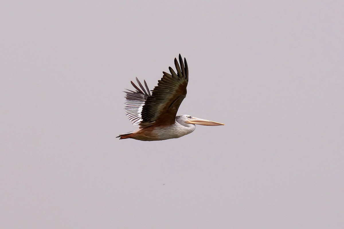 Pink-backed Pelican - ML618032658
