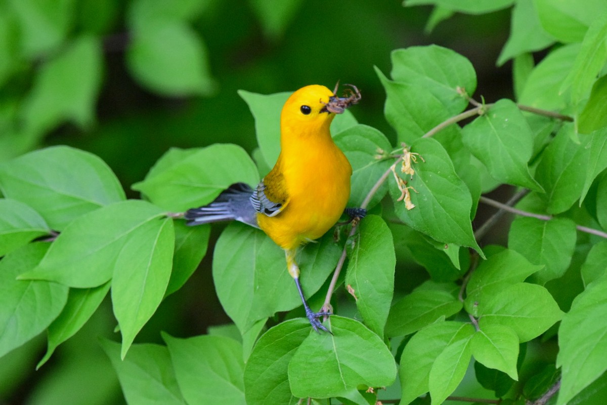 Prothonotary Warbler - Matthew  Bowling