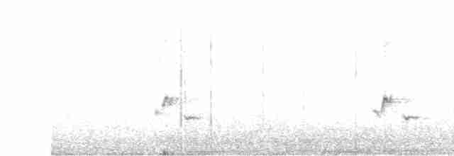 svartryggvarsler - ML618032678