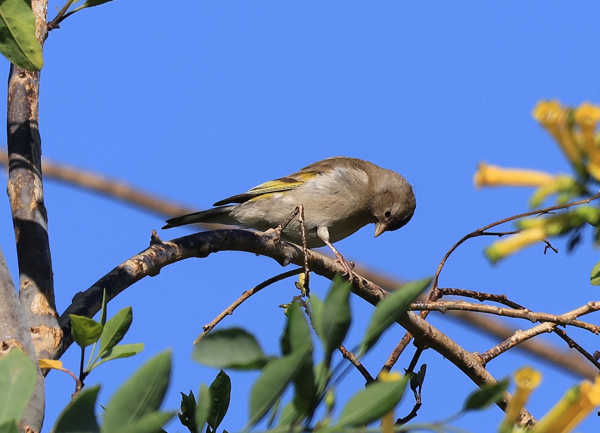 Lawrence's Goldfinch - ML618032688