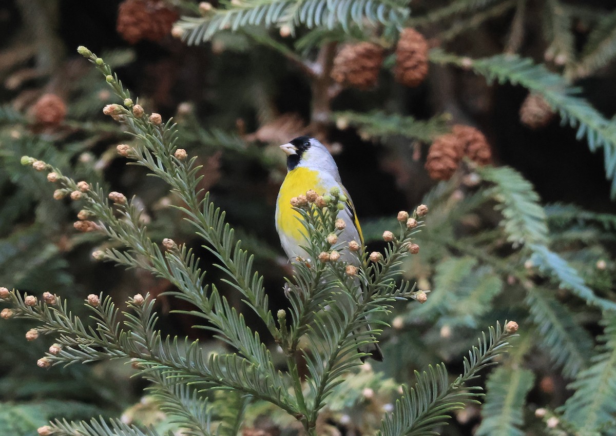 Lawrence's Goldfinch - Trish Gussler