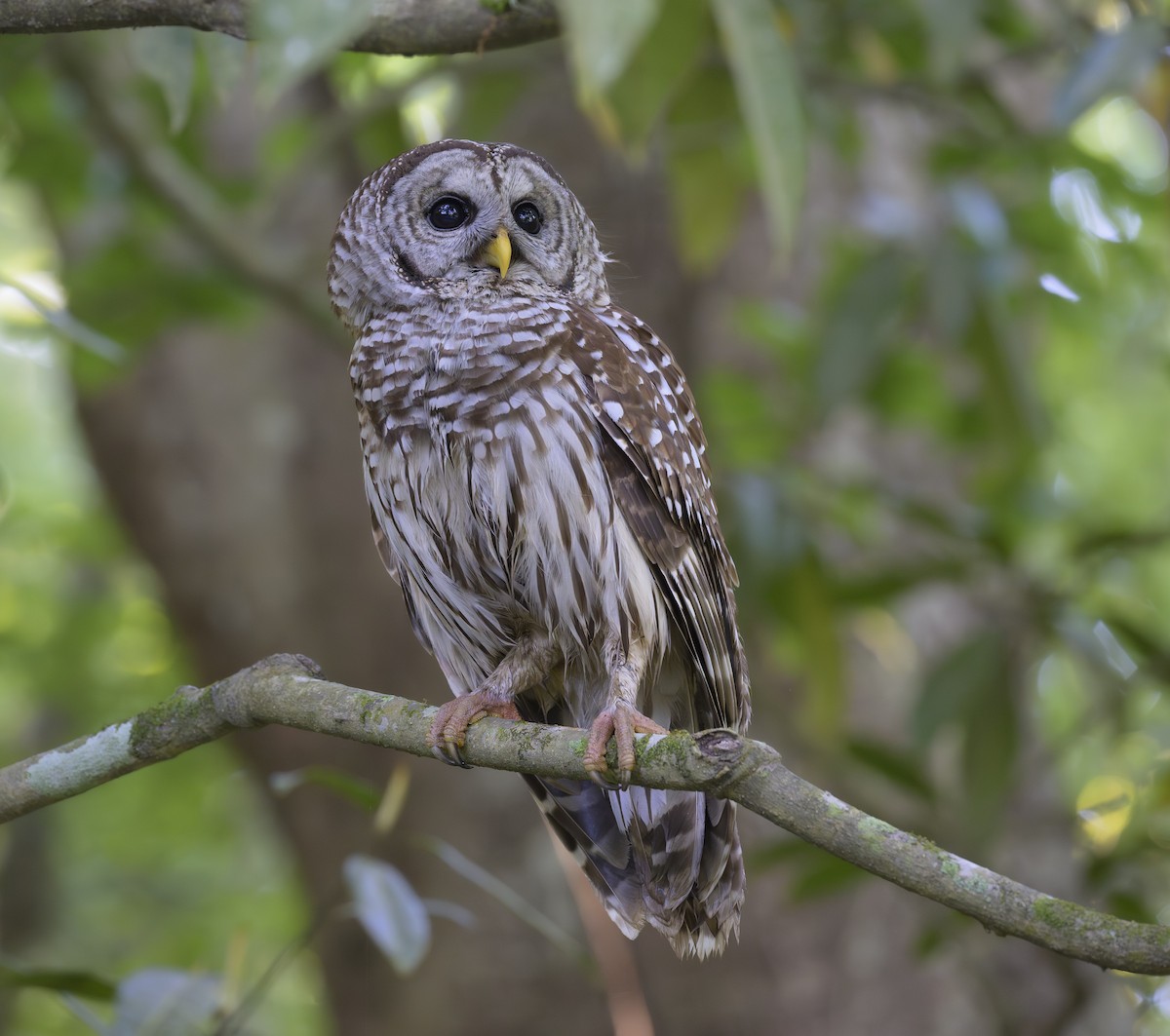 Barred Owl - ML618032763