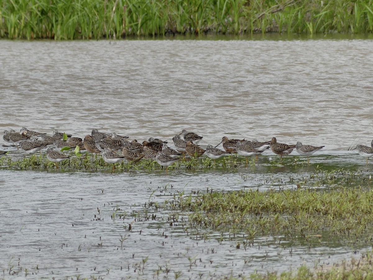 Long-billed Dowitcher - ML618032776