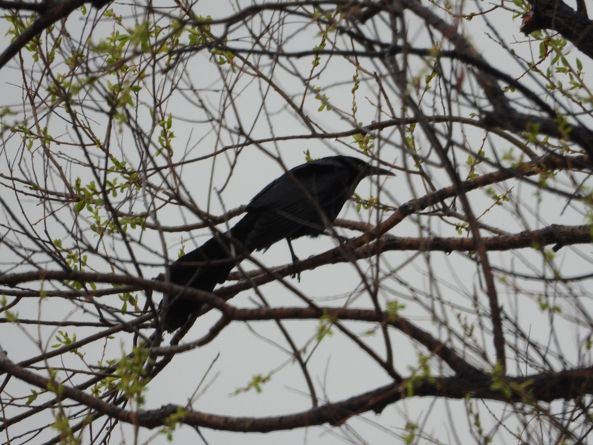 Great-tailed Grackle - ML618032789