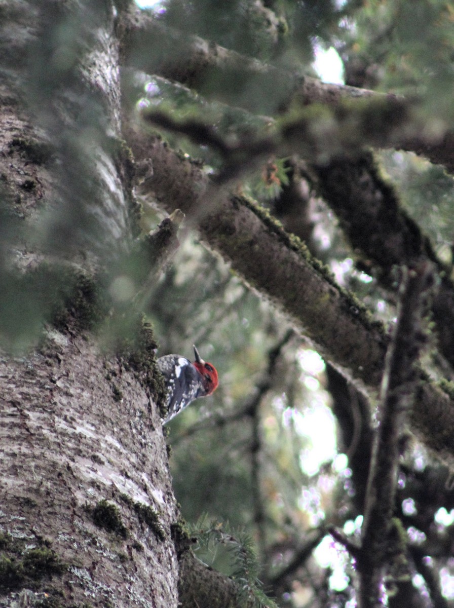 Red-breasted Sapsucker - ML618032820