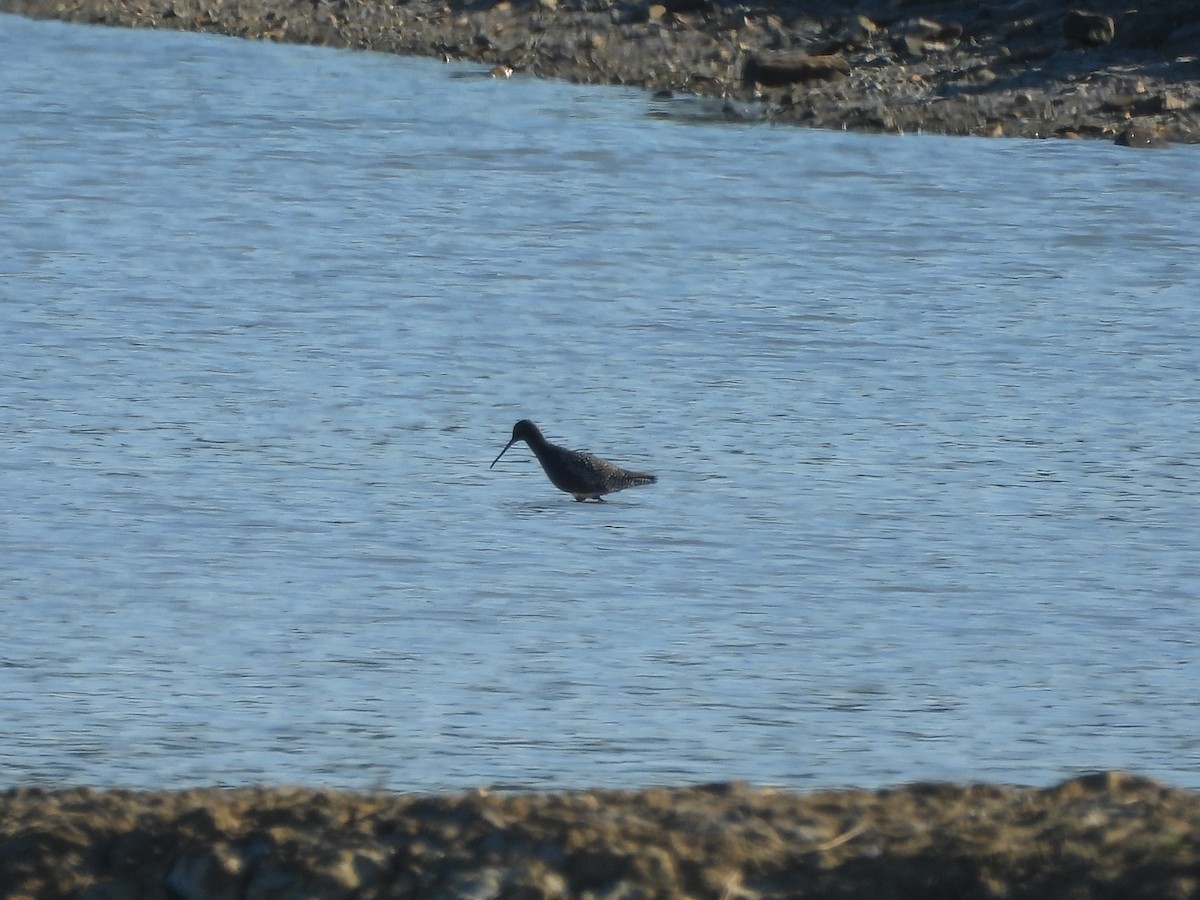 Spotted Redshank - ML618032824