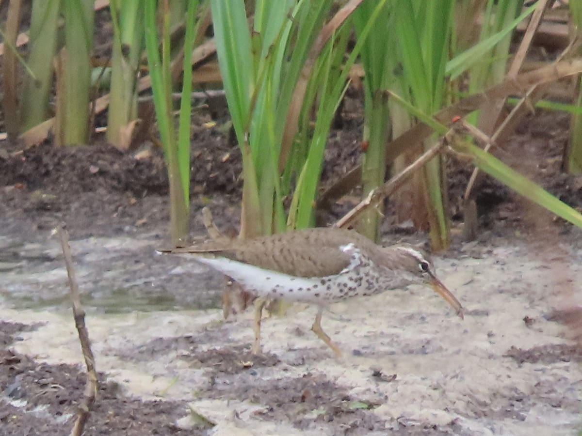 Spotted Sandpiper - Dick Zerger