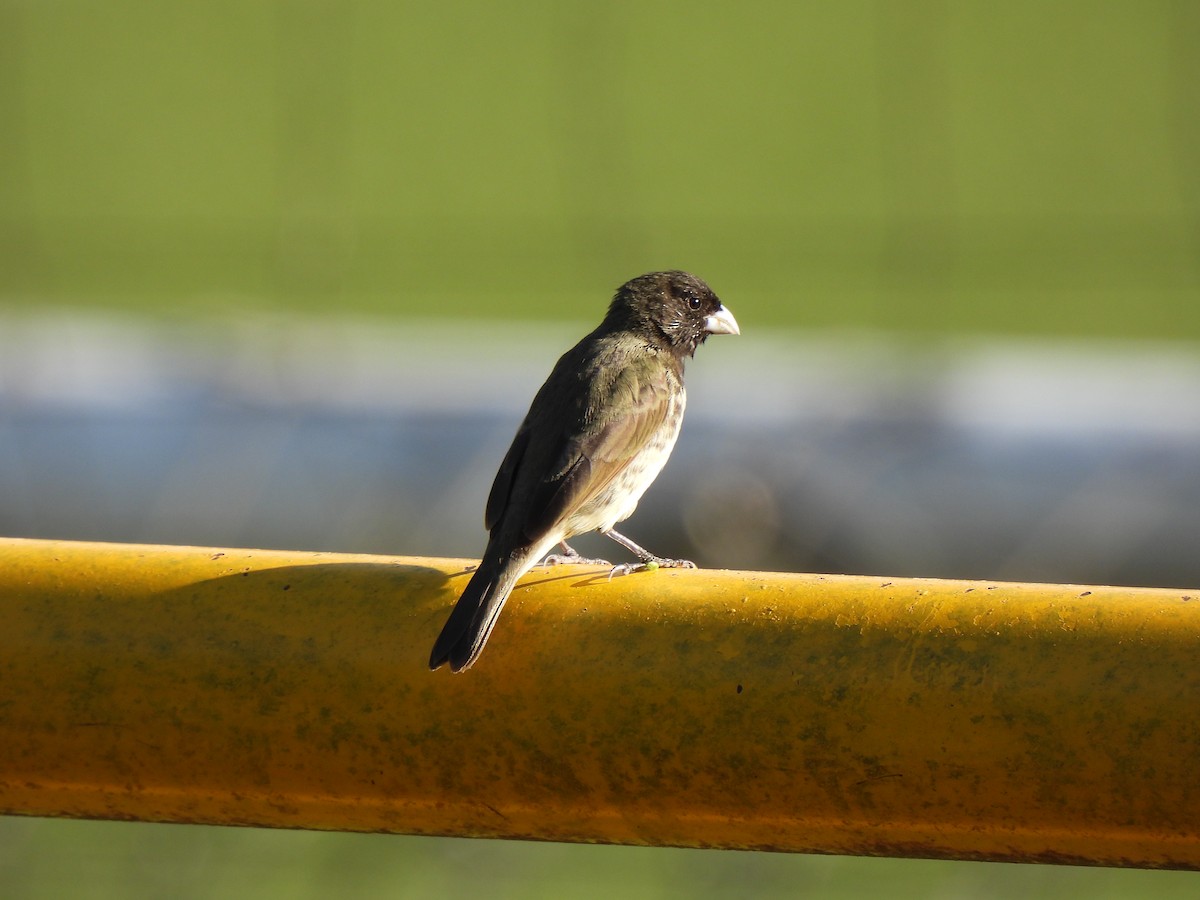 Yellow-bellied Seedeater - ML618032856