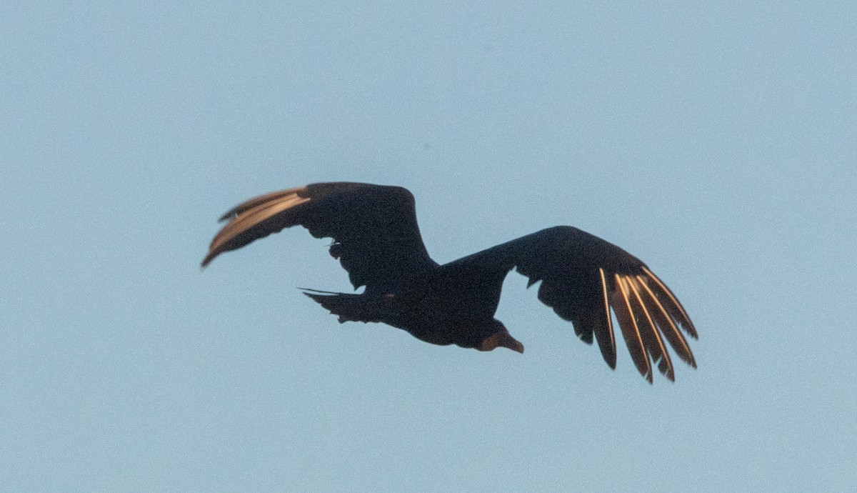 Black Vulture - ML618032870