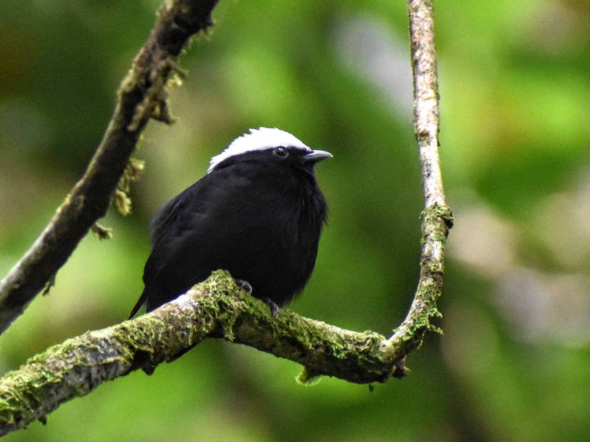 White-crowned Manakin - Andres Martinez D