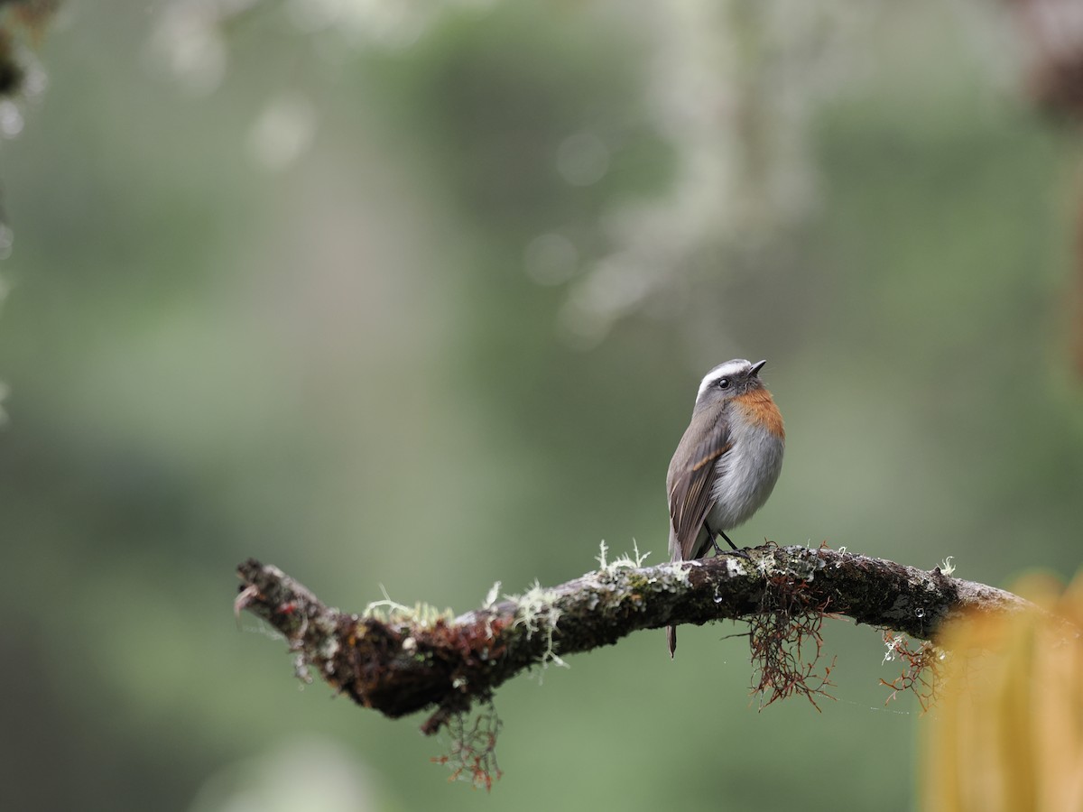 Rufous-breasted Chat-Tyrant - Ben Wilcox