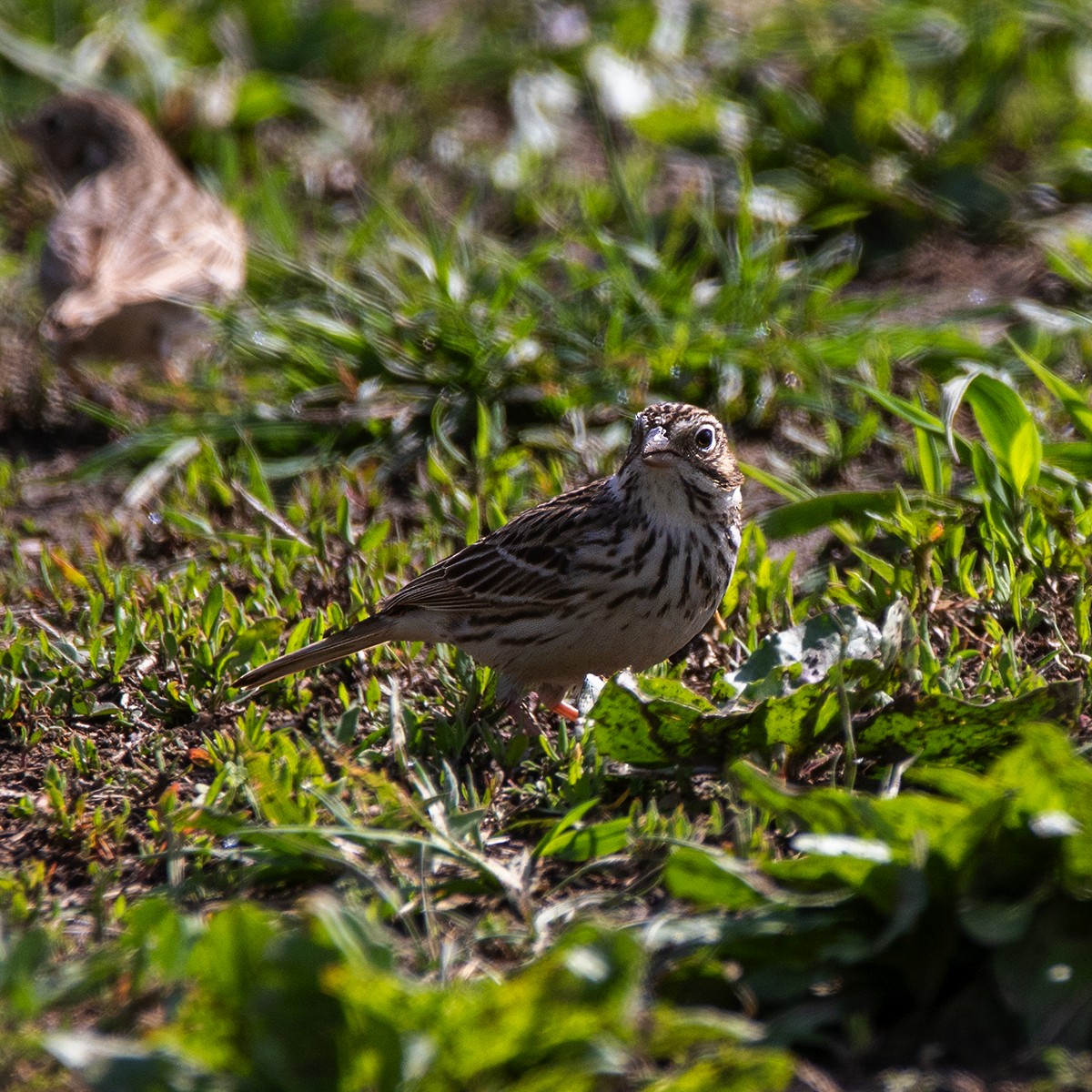 Vesper Sparrow - Brian Peterson