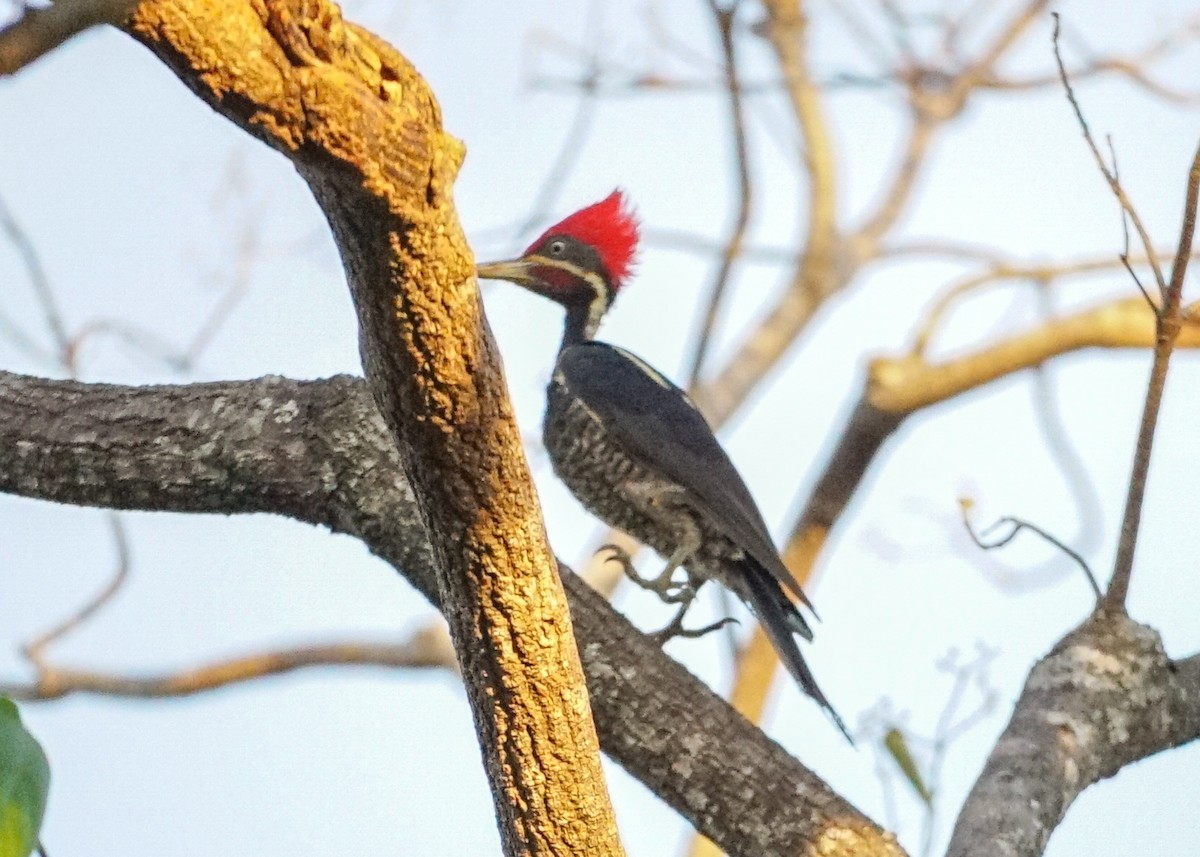 Lineated Woodpecker - Shawn Pfautsch