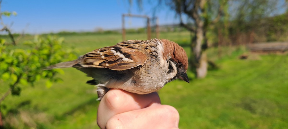 Eurasian Tree Sparrow - Michal Javůrek ml.
