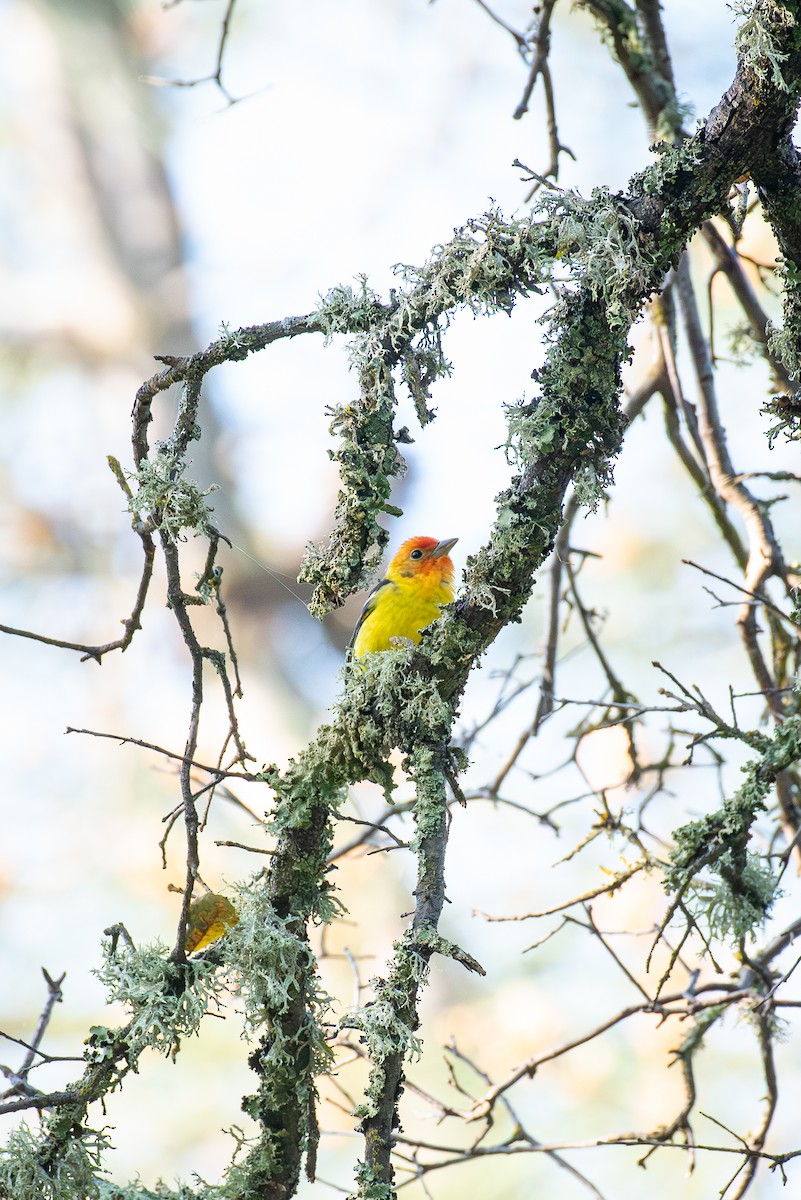 Western Tanager - ML618032895