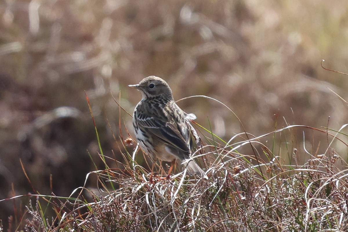Meadow Pipit - Phil Kenny