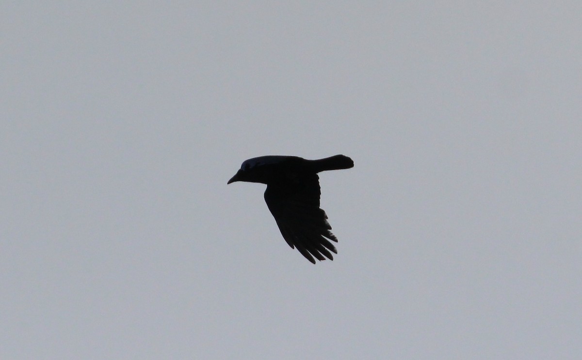 Carrion Crow - Nelson Fonseca
