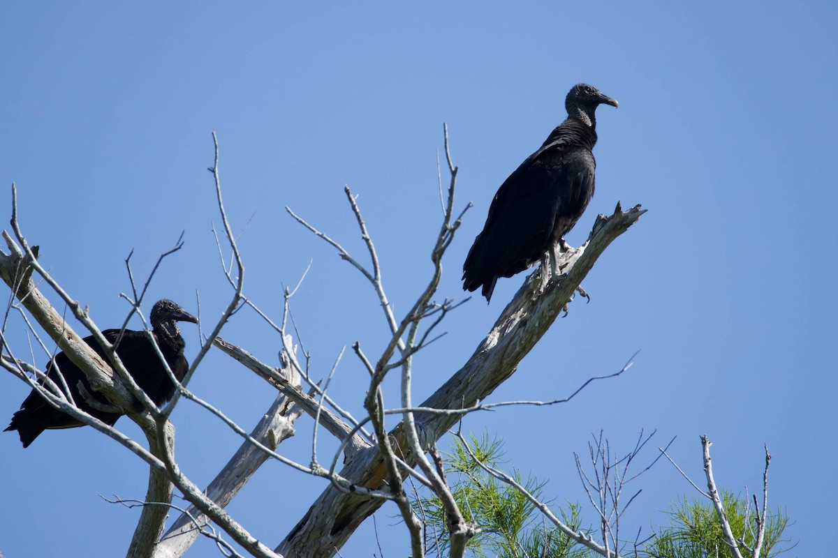 Black Vulture - James Gamber