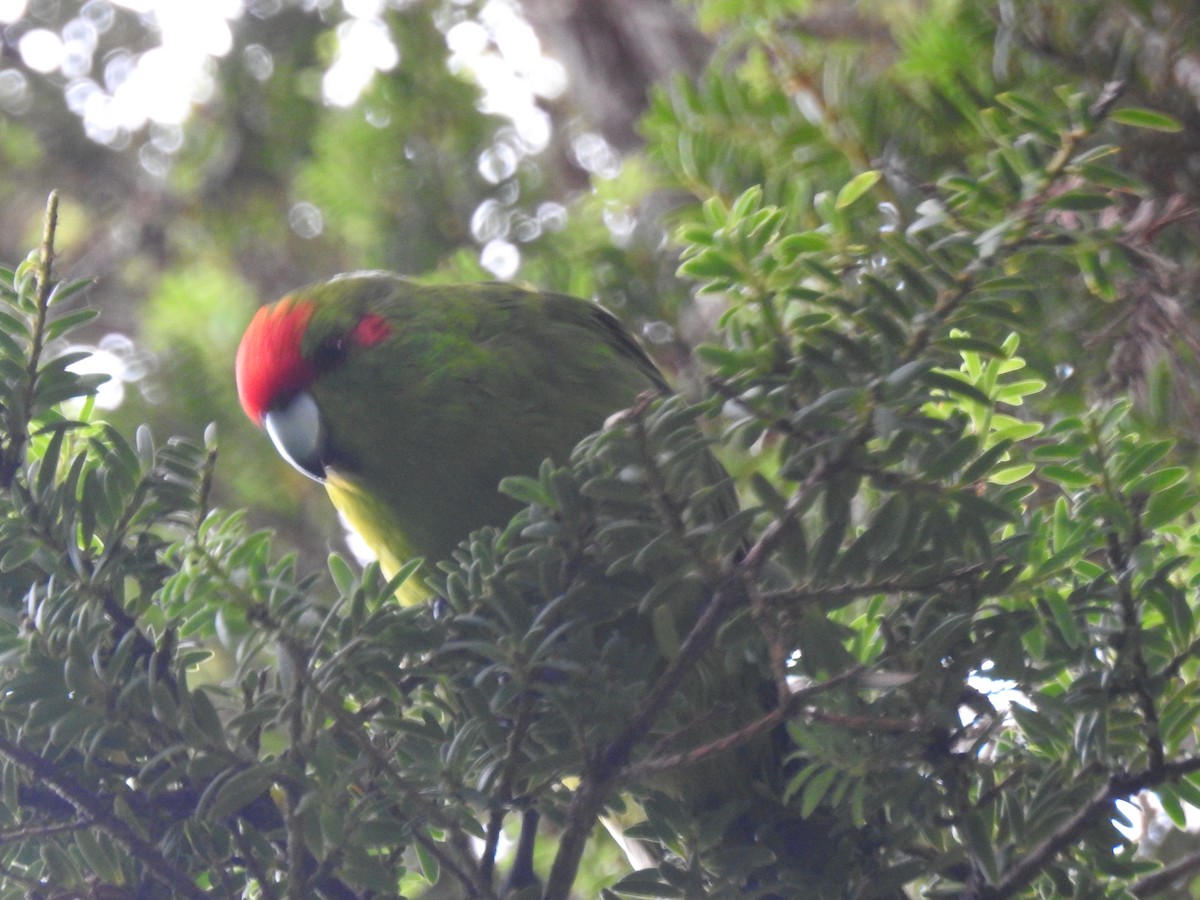 Red-crowned Parakeet - ML618032972