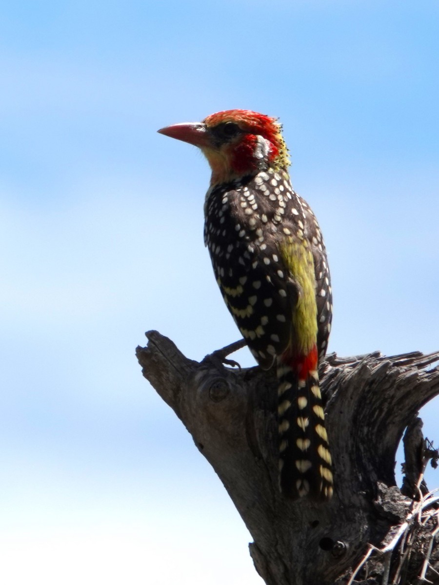 Red-and-yellow Barbet - ML618032995