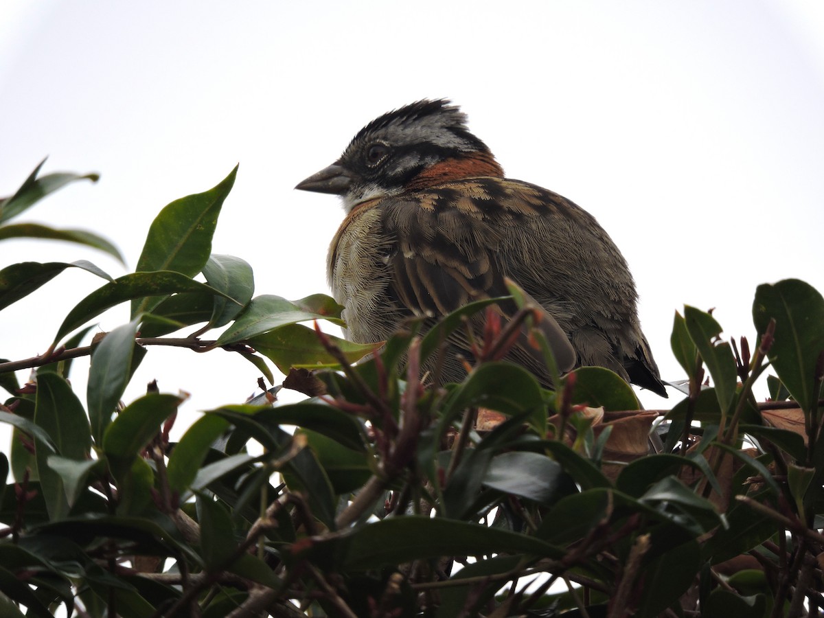 Rufous-collared Sparrow - ML618032998
