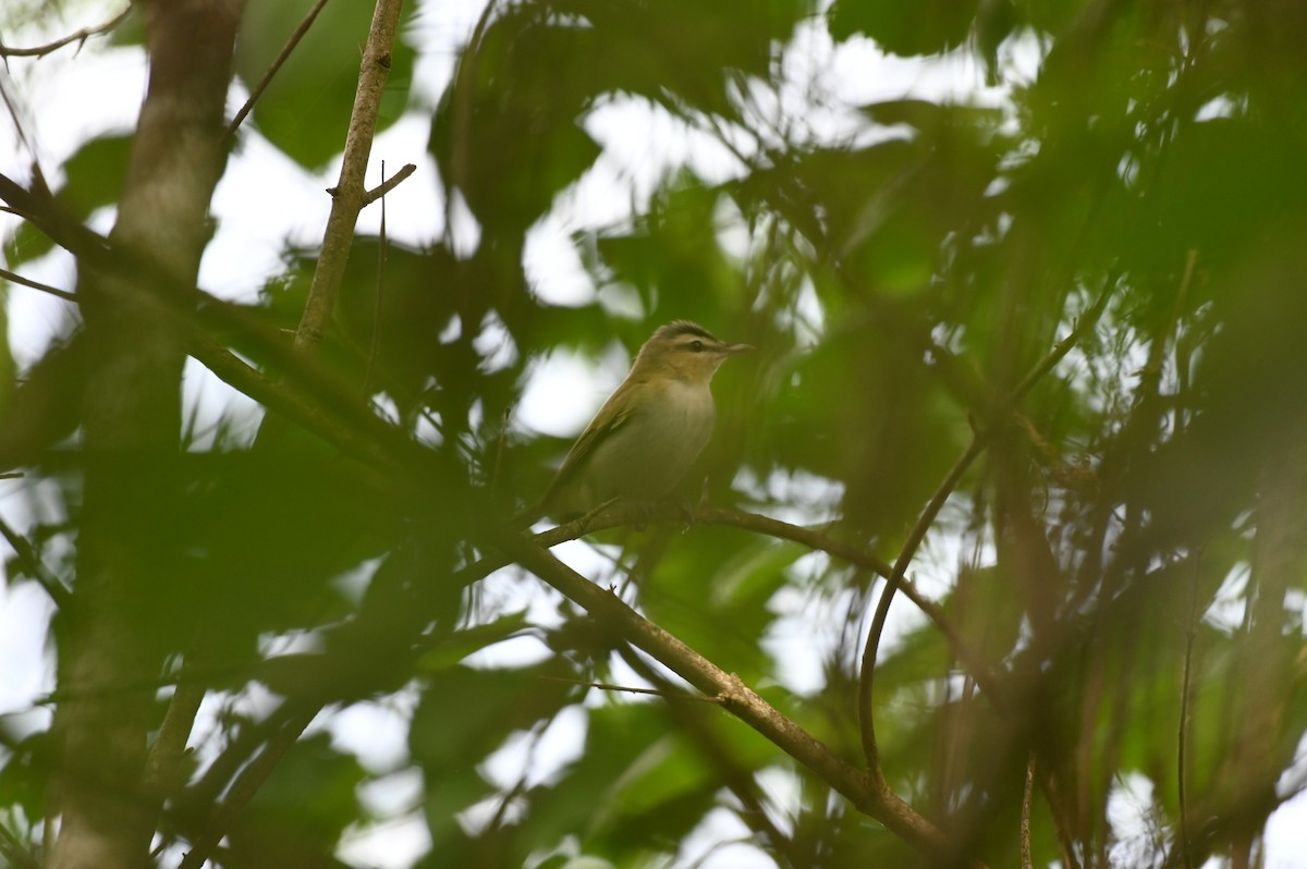 Red-eyed Vireo - Taylor Naquin