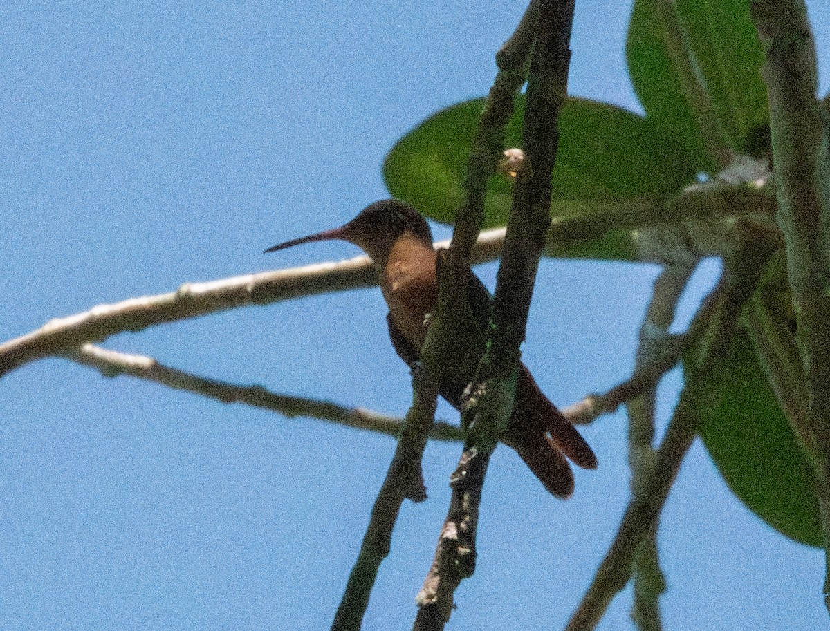 Cinnamon Hummingbird - ML618033019