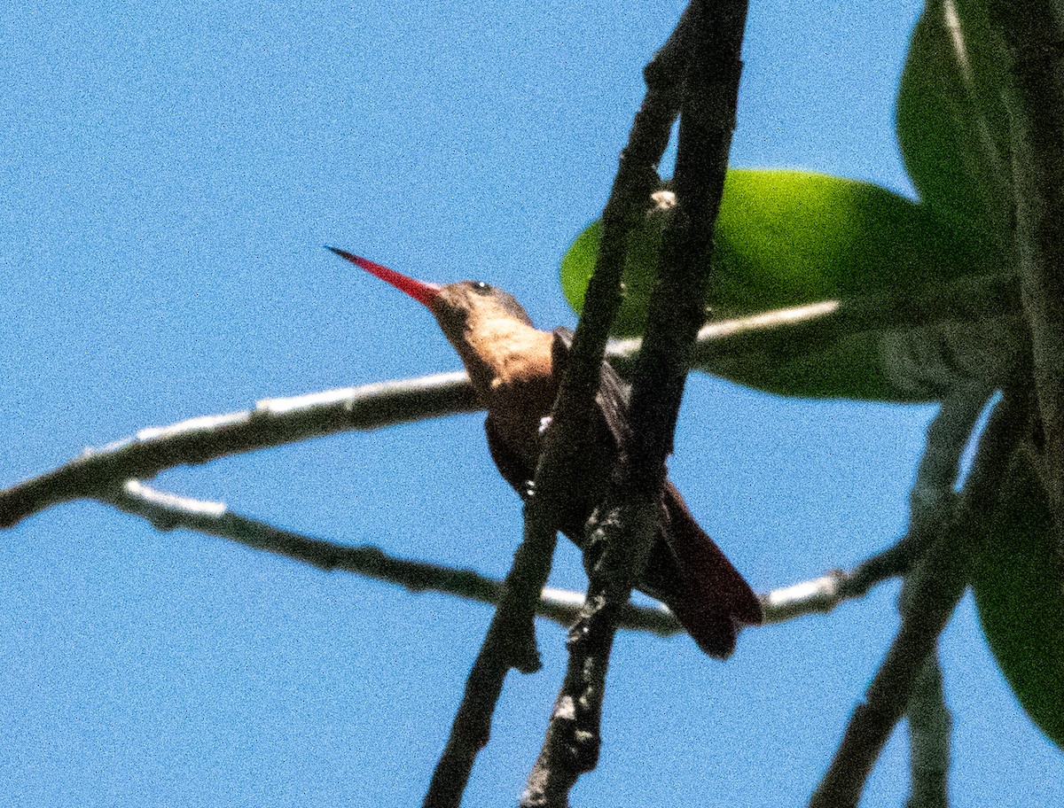 Cinnamon Hummingbird - ML618033020