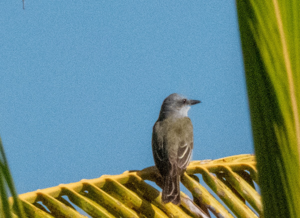 Couch's Kingbird - Spat Cannon