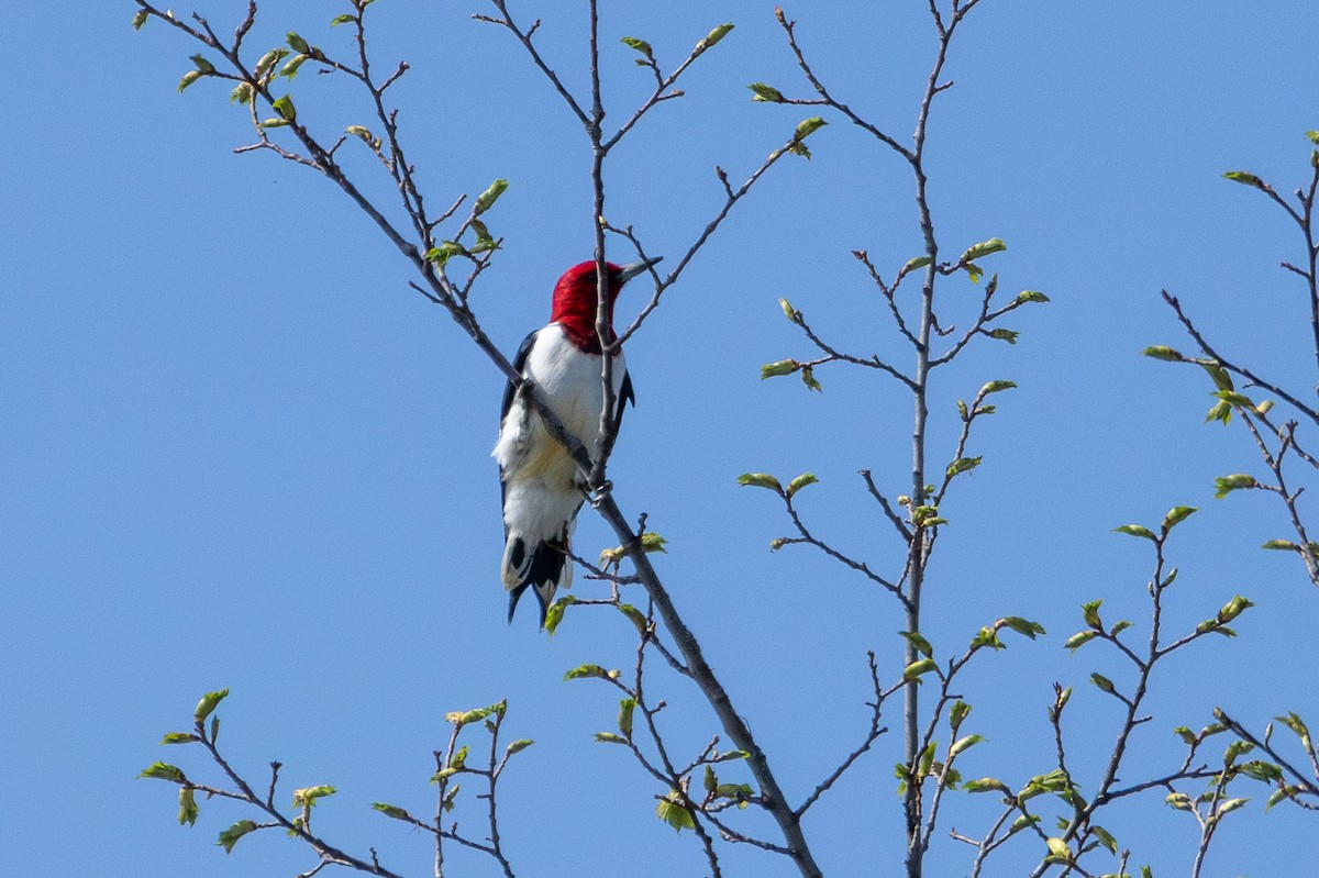 Red-headed Woodpecker - Tobin Brown