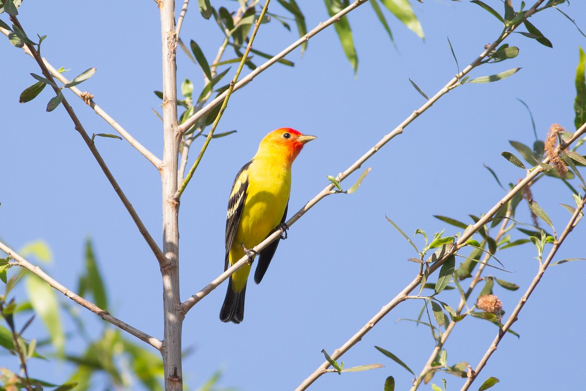 Western Tanager - ML618033076