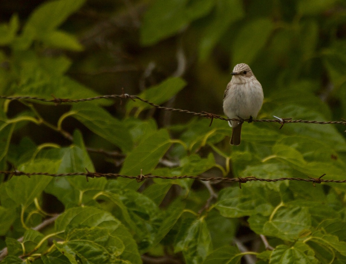 Spotted Flycatcher - Quique Carballal
