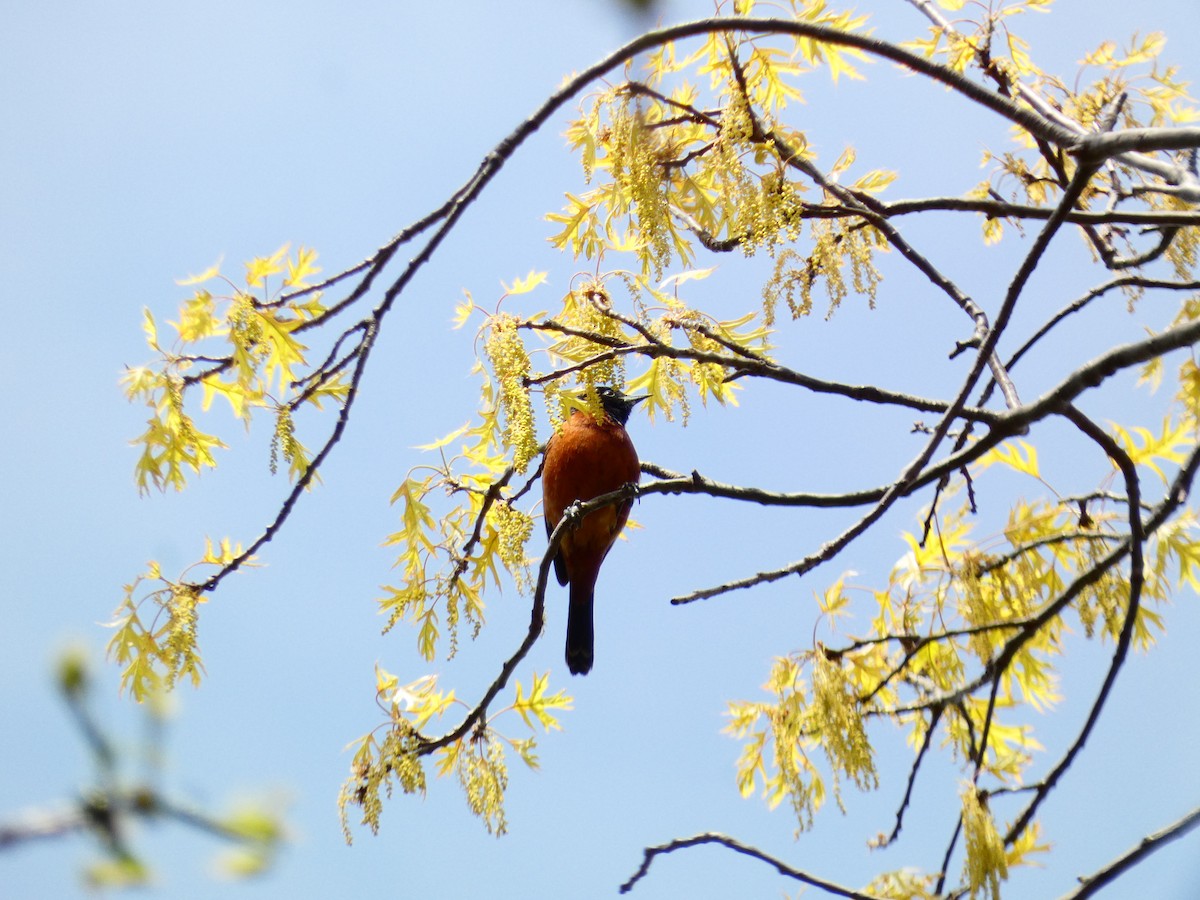 Orchard Oriole - ML618033109