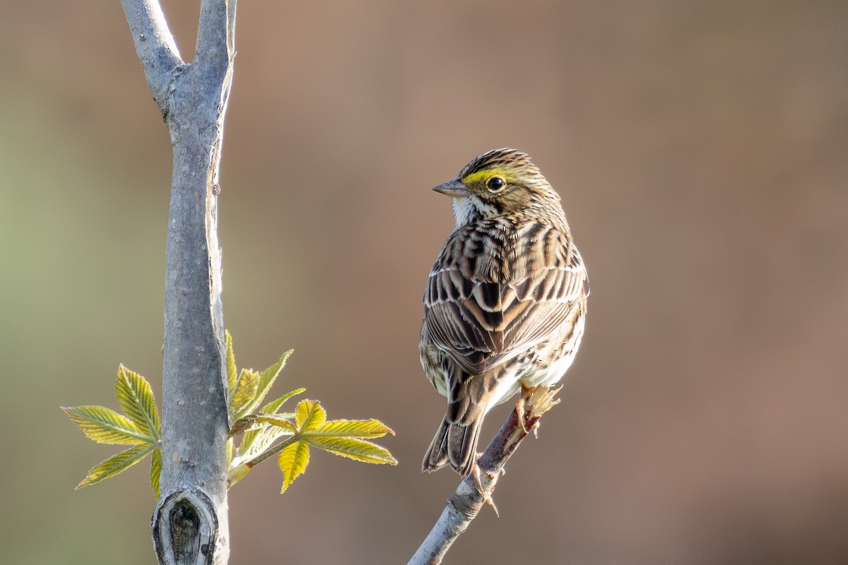 Savannah Sparrow - ML618033117
