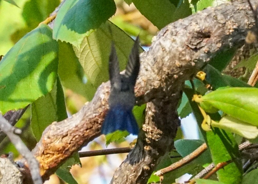 kolibřík Hoffmannův - ML618033118