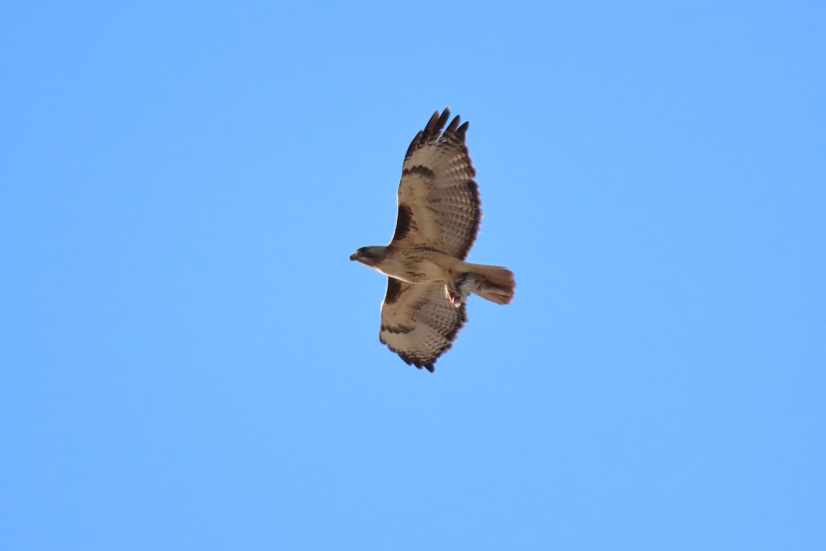 Red-tailed Hawk - Santos Rodriguez