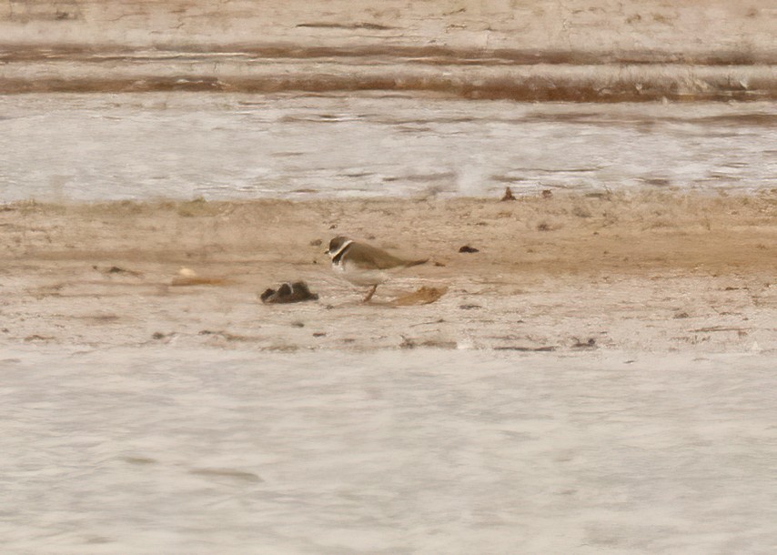 Semipalmated Plover - ML618033164