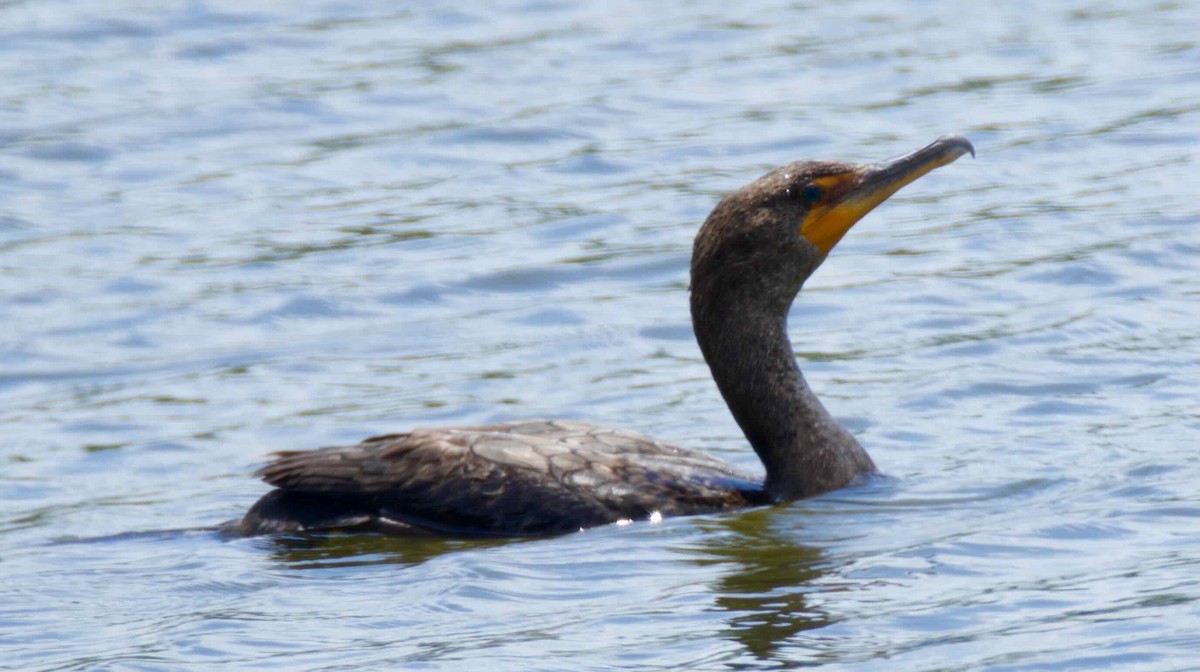 Double-crested Cormorant - James Gamber