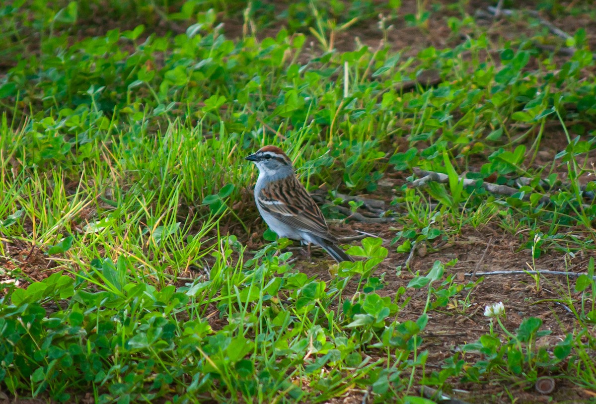 Chipping Sparrow - Breck Stenson