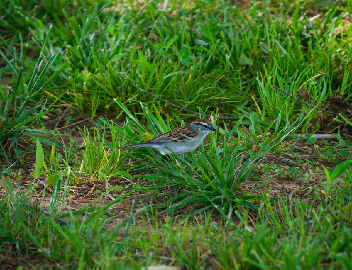Chipping Sparrow - ML618033213