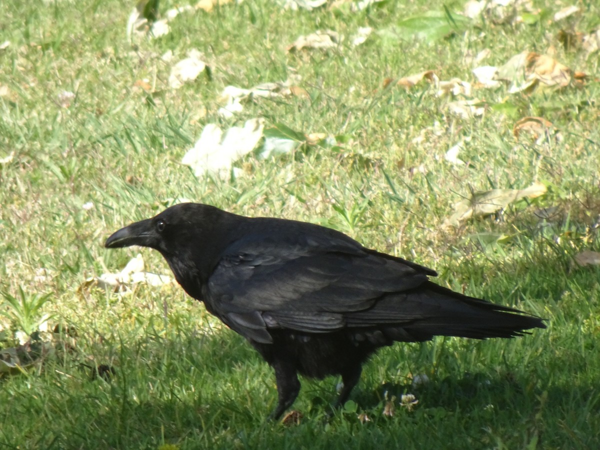 Common Raven - ML618033258