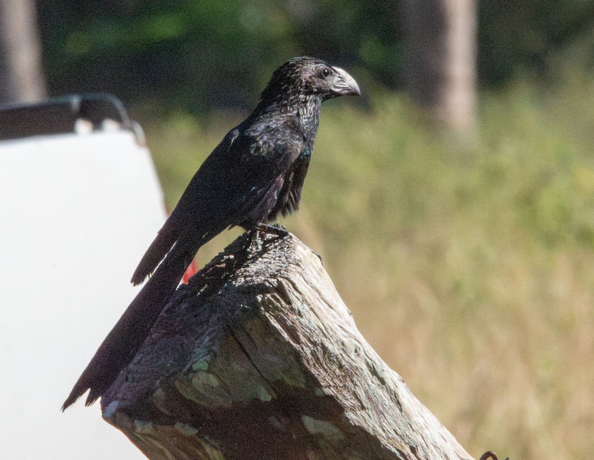 Groove-billed Ani - Spat Cannon