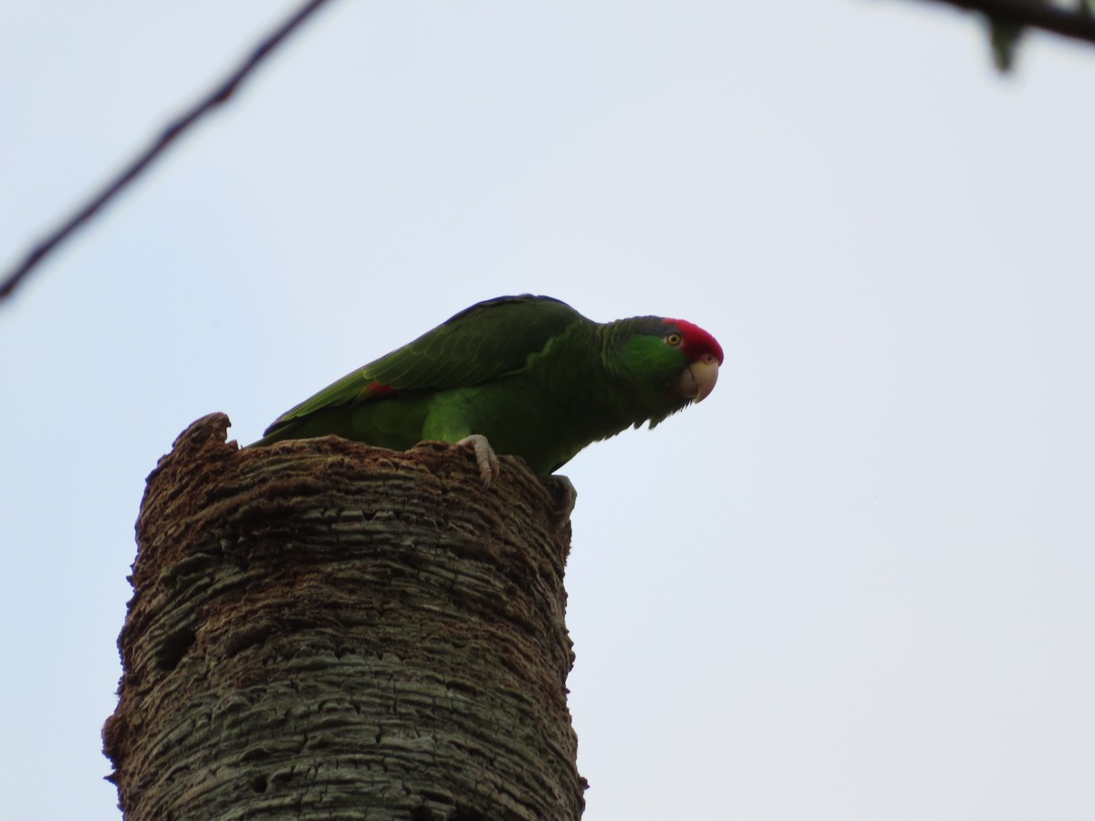 Red-crowned Parrot - ML618033264