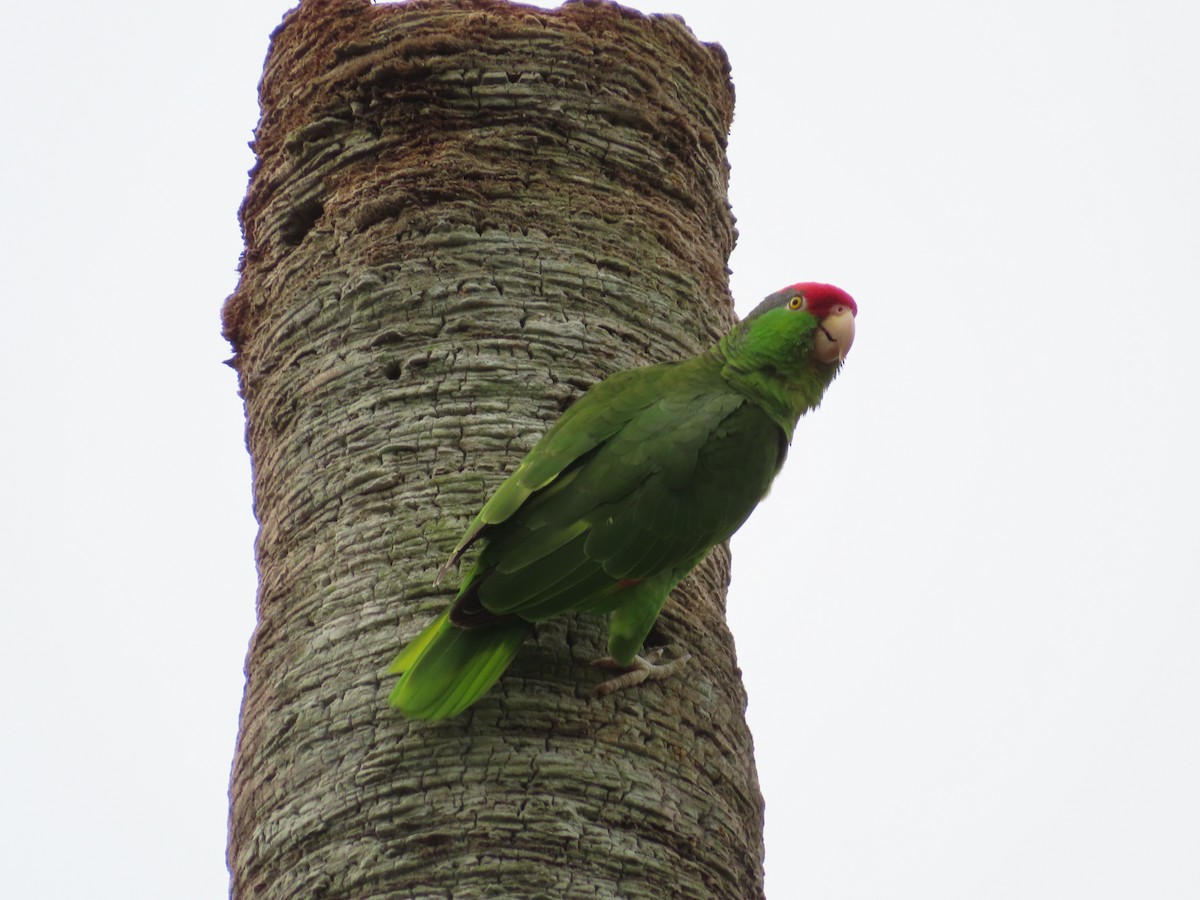 Red-crowned Parrot - Jon Lundak