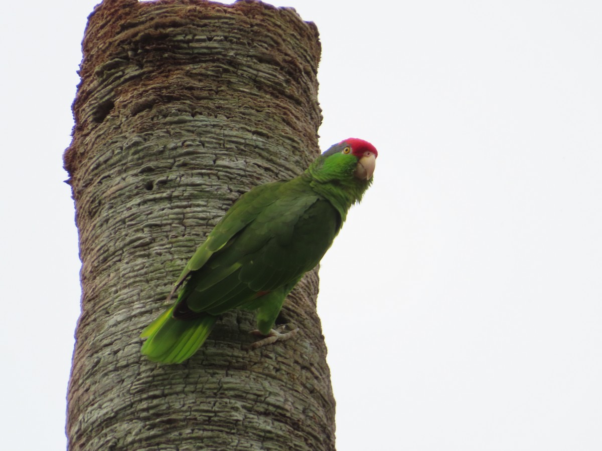 Red-crowned Parrot - Jon Lundak