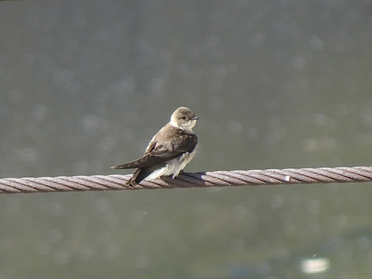 Northern Rough-winged Swallow - Julia Ray