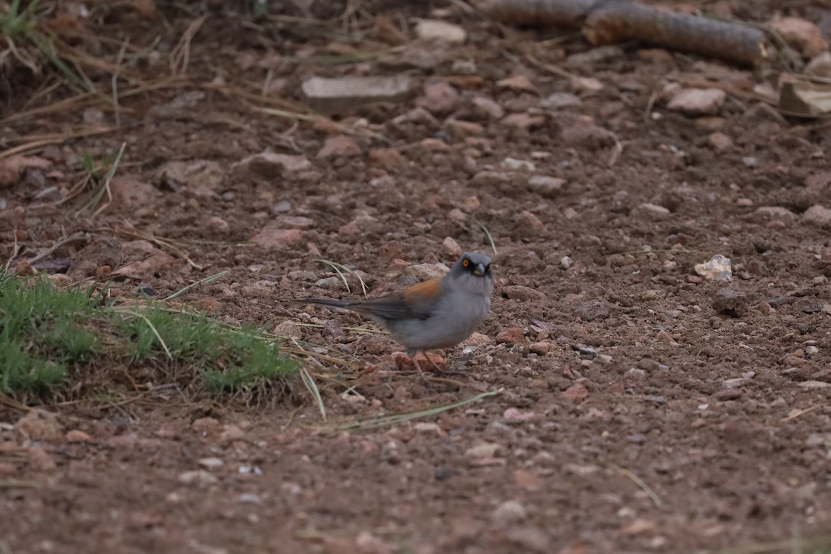 Yellow-eyed Junco - Nate L-S