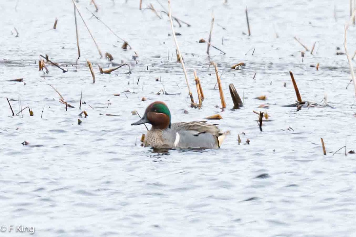 Green-winged Teal - ML618033294